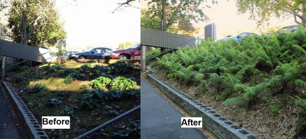 BeforeAfter_ferns.jpg